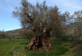 tour enogastronomico spello