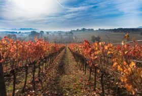 tour enogastronomico spello