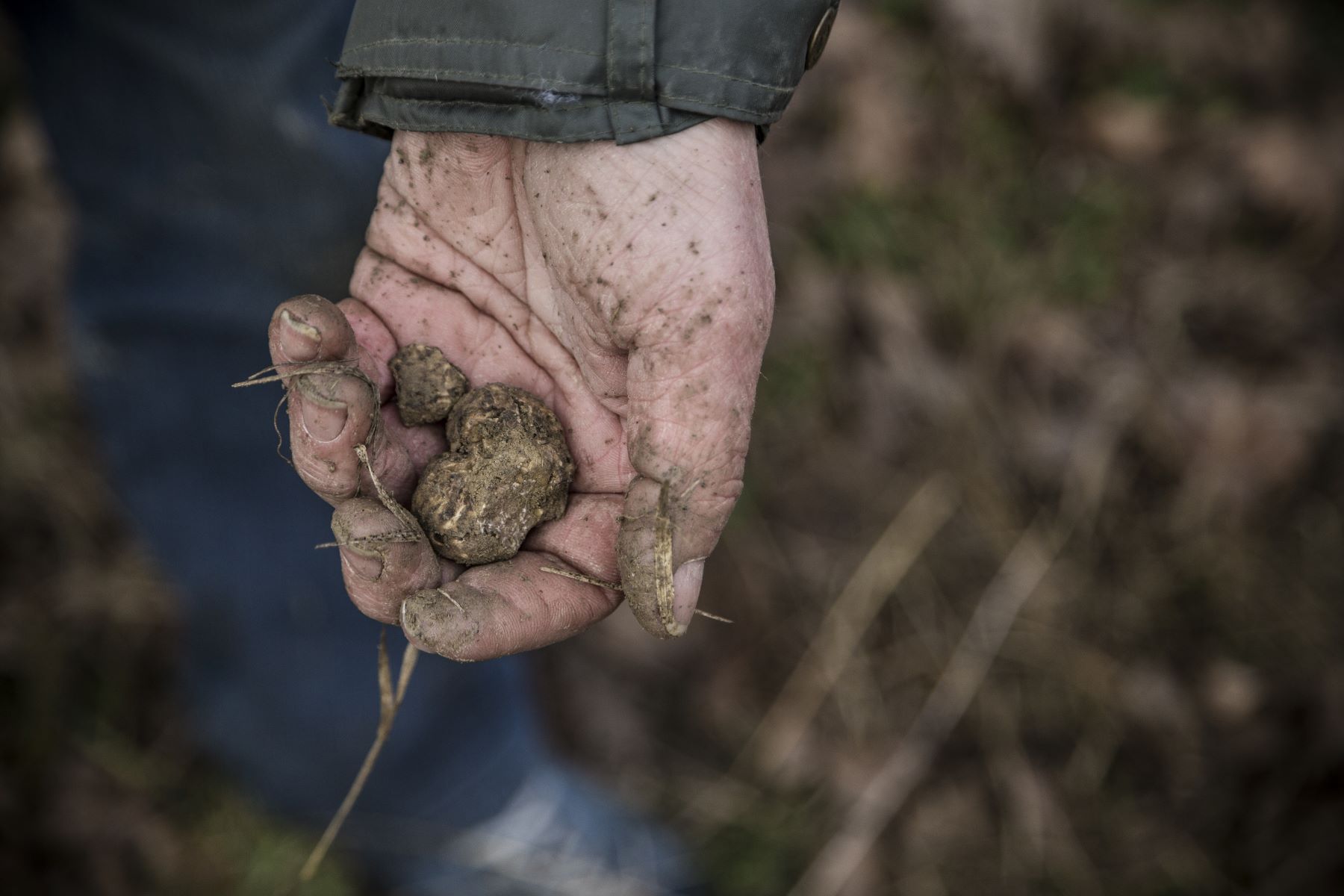 Tracking down truffles in Umbria Exploring Umbria