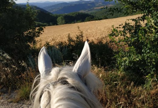 Umbria equestrian numnah Cotton Quilted Umbria Riding 